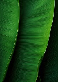Banana leave green plant leaf.