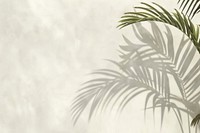 Tropical palm shadow vegetation rainforest arecaceae.