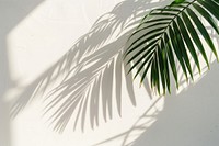 Palm leafs shadow wall architecture vegetation.