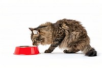 A fluffy cat bowl animal mammal.