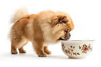 Chow Chow bowl chow cat.