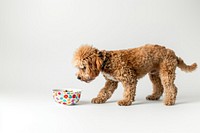 Labradoodle bowl animal canine.