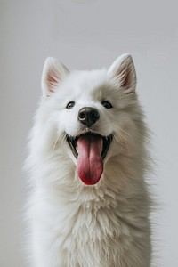 A fluffy white Samoyed animal canine mammal.