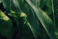 Tropical leaves vegetation outdoors person.