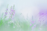 Wildflower blackboard outdoors lavender.