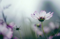 Wildflower asteraceae outdoors geranium.