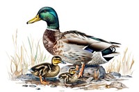 Mallard duck family anseriformes waterfowl animal.