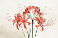 Red spider lily flower amaryllis blossom plant.
