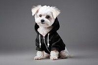 White dog in black zip up hoodie