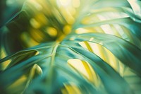 Blurry tropical leaves vegetation outdoors nature.