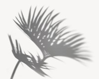 Palm leaf shadow illustration