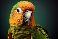 Conure animal parrot beak.