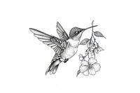 Hummingbird micro tattoo art illustrated drawing.