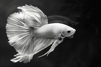 Siamese fighting fish aquatic animal water.