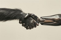 Chimpanzee hand shaking leg human electronics hardware.