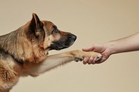 German sherperd hand shaking leg human animal canine.