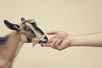 Goat hand shaking leg human livestock antelope.