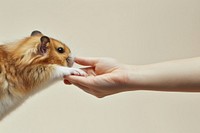 Hamster hand shaking leg animal mammal rodent.