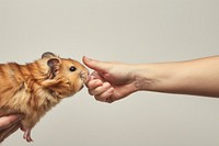 Hamster hand shaking leg human animal mammal.