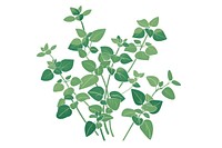 Oregano flat illustration herbal herbs plant.