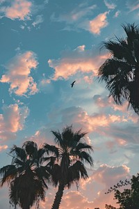 Palm trees cloud bird sky.