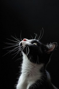 Cat looking up animal kitten mammal.