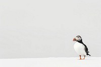 Atlantic puffin penguin animal bird.