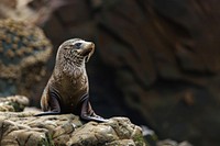 Fur seal on the rock animal mammal rodent.