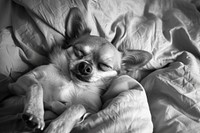 Cute dog sleeping on bed chihuahua furniture blanket.