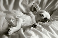 Cute dog sleeping on bed chihuahua mammal animal.