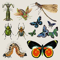 Vintage insect animal design element set