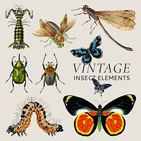 Vintage insect animal design element set