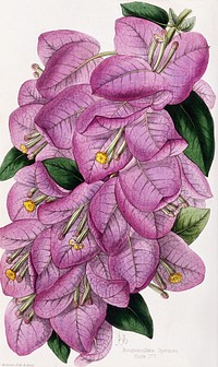 A bougainvillea plant (Bougainvillea speciosa): flowering stem. Coloured zincograph by J. Andrews, c. 1861, after himself. Original public domain image from Wellcome Collection. Digitally enhanced by rawpixel.