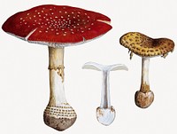 Vintage red mushroom illustration. Remixed by rawpixel.