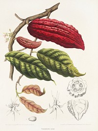 Cacao (Theobroma cacao L.): fruiting and flowering branch with separate numbered sections of flowers, fruit and seed. Chromolithograph by P. Depannemaeker, c.1885, after B. Hoola van Nooten. Original public domain image from Wellcome Collection. Digitally enhanced by rawpixel.