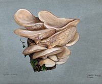 A fungus (Agaricus euosmus) growing on wood. Watercolour by R. Baker, 1896. Original public domain image from Wellcome Collection. Digitally enhanced by rawpixel.