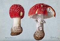 The fly agaric fungus (Amanita muscaria): two fruiting bodies. Watercolour, 1892. Original public domain image from Wellcome Collection. Digitally enhanced by rawpixel.