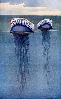 Two Portuguese man o' war (Physalia arethusa) drifting half-submerged in the sea. Colour line block after a painting by H. Murayama. Original public domain image from Wellcome Collection. Digitally enhanced by rawpixel.