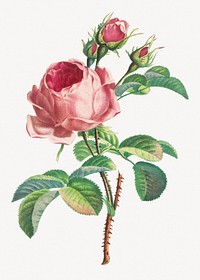 Vintage pink rose flower illustration psd. Remixed by rawpixel.