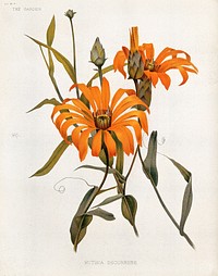 Mutisia decurrens flower (c. 1882) chromolithograph. Original public domain image from Wellcome Collection. Digitally enhanced by rawpixel.