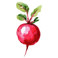 An isolated fresh pickled radish illustration watercolor vegetable.