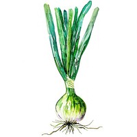 An isolated fresh green onion illustration watercolor vegetable.