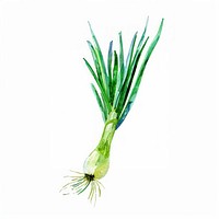 An isolated fresh green onion illustration watercolor vegetable.