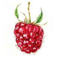 An isolated fresh raspberry illustration watercolor vibrant.