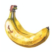 An isolated fresh banana illustration watercolor vibrant.