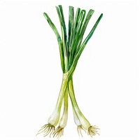 An isolated fresh scallions food illustration watercolor.