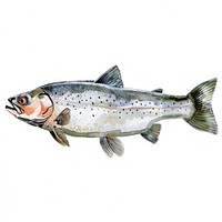 An isolated fresh fish illustration watercolor art.