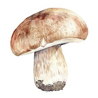 An isolated fresh mushroom illustration watercolor drawing.