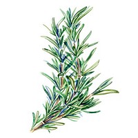 An isolated fresh rosemary illustration vibrant herbal.