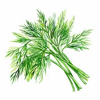 An isolated fresh dill illustration vibrant plant.